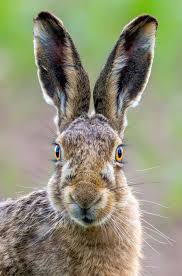 Attēlu rezultāti vaicājumam “Lepus europaeus”