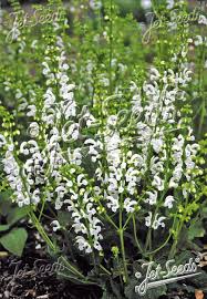 Image result for Salvia pratensis