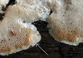 Attēlu rezultāti vaicājumam “Cinereomyces lindbladii”