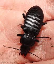 Attēlu rezultāti vaicājumam “Carabidae”