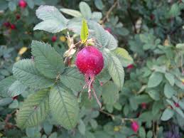 Attēlu rezultāti vaicājumam “Rosa villosa fruit”