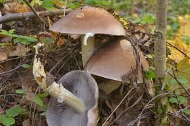 Attēlu rezultāti vaicājumam “Stropharia hornemannii”