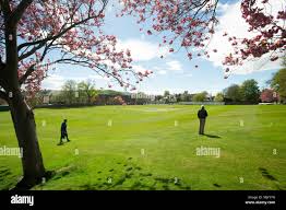 Image result for Carlton Cricket Club