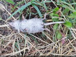 Attēlu rezultāti vaicājumam “Sorex sp.”