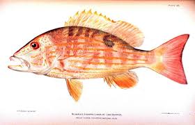 Image result for Lutjanus synagris