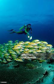 Image result for Scuba Skooling