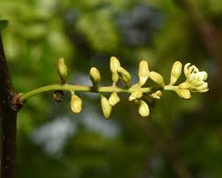 Attēlu rezultāti vaicājumam “Gleditsia triacanthos bud”