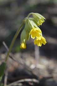 Image result for Himmelschlüssel