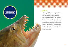 Image result for Goliath Tigerfish