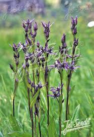 Attēlu rezultāti vaicājumam “Swertia perennis leaf”