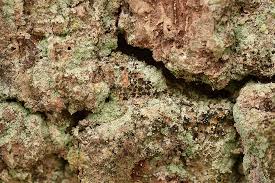 Attēlu rezultāti vaicājumam “Arthonia vinosa”