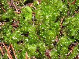 Attēlu rezultāti vaicājumam “Plagiochila”