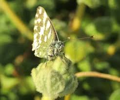 Attēlu rezultāti vaicājumam “Pontia edusa underside”