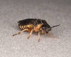 Attēlu rezultāti vaicājumam “Diprionidae cocoon”