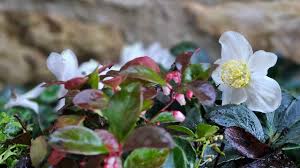 Attēlu rezultāti vaicājumam “Helleborus niger flower”