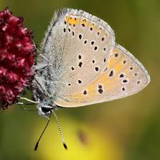 Attēlu rezultāti vaicājumam “Lycaena hippothoe”