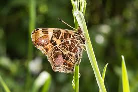 Attēlu rezultāti vaicājumam “Araschnia levana upperside”