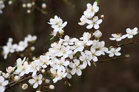 Attēlu rezultāti vaicājumam “Prunus cerasifera var. divaricata”