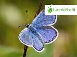 Attēlu rezultāti vaicājumam “Plebejus idas male”