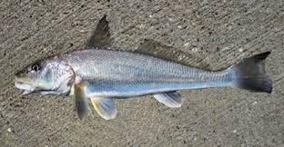 Image result for Menticirrhus littoralis