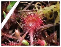 Attēlu rezultāti vaicājumam “Drosera rotundifolia fruit”