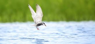 Attēlu rezultāti vaicājumam “Chlidonias hybrida adult”