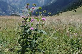Image result for Knautia dipsacifolia