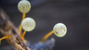 Attēlu rezultāti vaicājumam “Physarum penetrale”