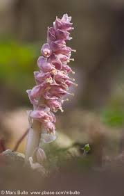 Attēlu rezultāti vaicājumam “Lathraea squamaria bud”