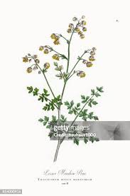 Attēlu rezultāti vaicājumam “Thalictrum minus leaf”