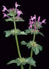 Attēlu rezultāti vaicājumam “Lamium amplexicaule flower”