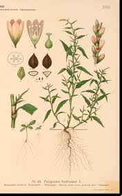 Attēlu rezultāti vaicājumam “Persicaria hydropiper”