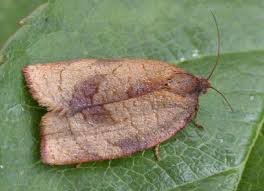 Attēlu rezultāti vaicājumam “Tortricidae”