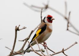 Attēlu rezultāti vaicājumam “Carduelis carduelis adult”