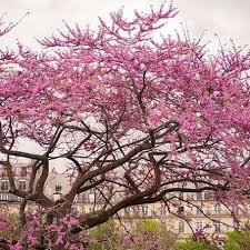 Attēlu rezultāti vaicājumam “Cercis siliquastrum”