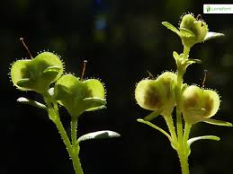 Attēlu rezultāti vaicājumam “Veronica serpyllifolia bud”