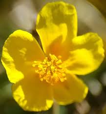 Attēlu rezultāti vaicājumam “Helianthemum nummularium”