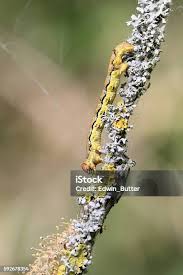 Attēlu rezultāti vaicājumam “Erannis defoliaria larva”