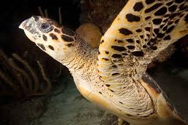 Image result for Eretmochelys imbricata