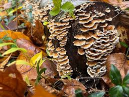 Attēlu rezultāti vaicājumam “Plicaturopsis crispa”