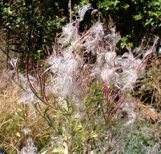 Attēlu rezultāti vaicājumam “Epilobium hirsutum flower”