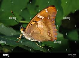 Attēlu rezultāti vaicājumam “Apatura ilia underside”