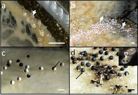 Attēlu rezultāti vaicājumam “Didymium verrucisporum spores”