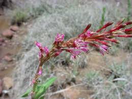 Attēlu rezultāti vaicājumam “Oenothera rubricauli flower”