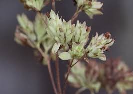 Attēlu rezultāti vaicājumam “Origanum vulgare bud”