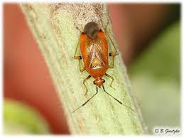 Attēlu rezultāti vaicājumam “Deraeocoris ruber imago”