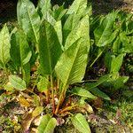 Attēlu rezultāti vaicājumam “Rumex confertus fruit”