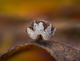 Attēlu rezultāti vaicājumam “Didymium serpula macro”