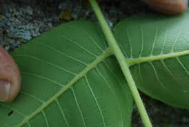Attēlu rezultāti vaicājumam “Juglans cinerea leaf”