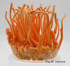Attēlu rezultāti vaicājumam “Cordyceps”